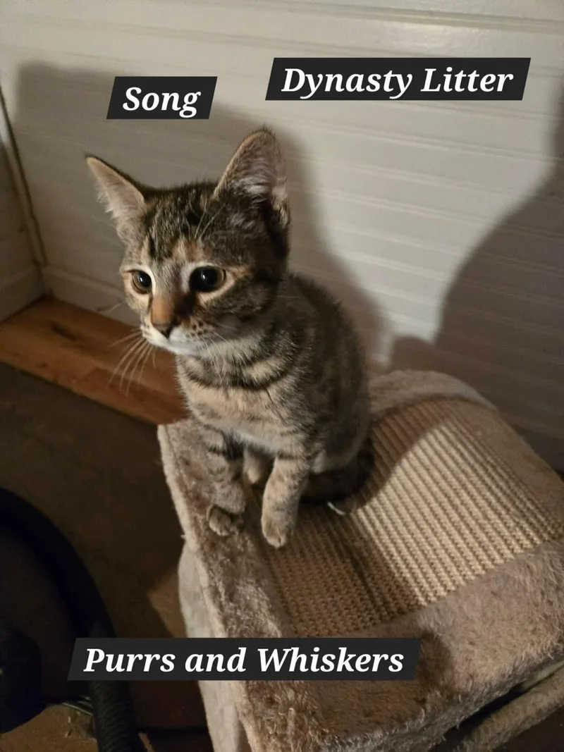 A baby medium-sized female Calico Domestic Short Hair cat named Song for adoption in New Hartford, NY