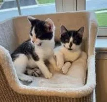 A baby large-sized male Black & White / Tuxedo Domestic Short Hair cat named Batman for adoption in Lemoyne, PA