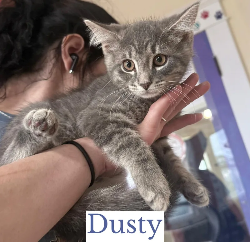 Dusty