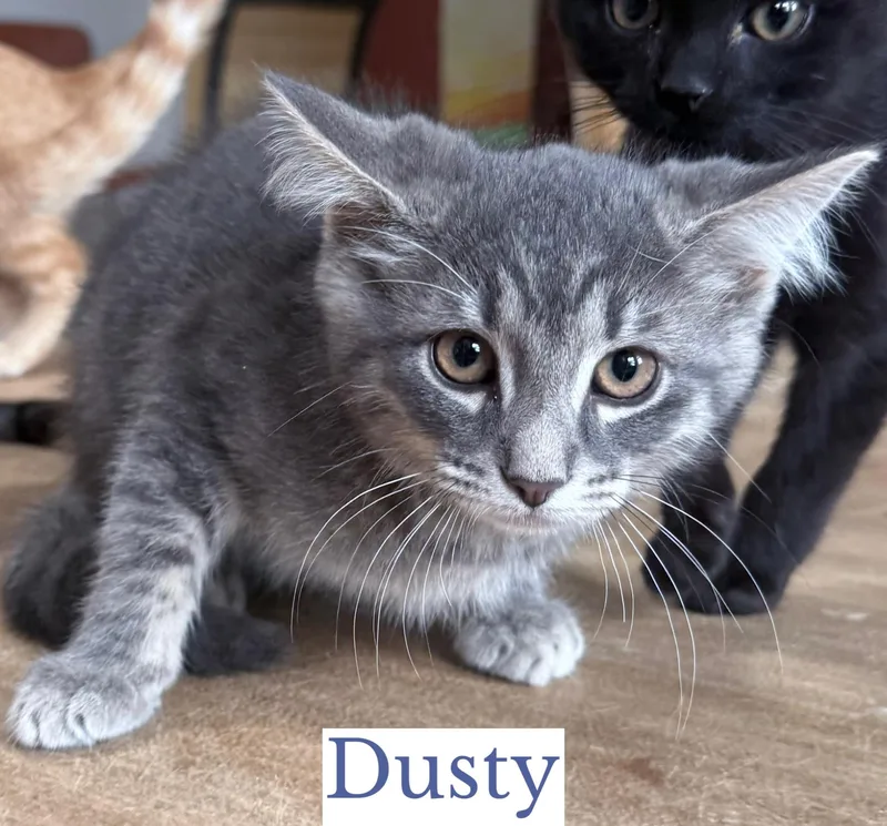 Dusty thumbnail 2