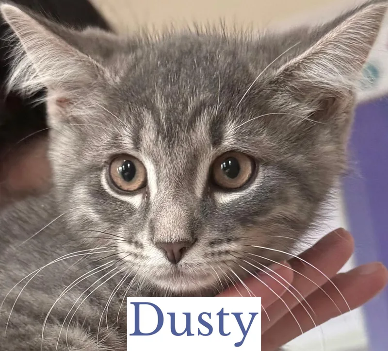 Dusty thumbnail 3