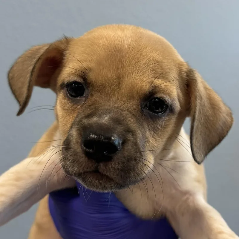 A baby small-sized female Yellow / Tan / Blond / Fawn Mixed Breed dog named Enchilada for adoption in Las Cruces, NM