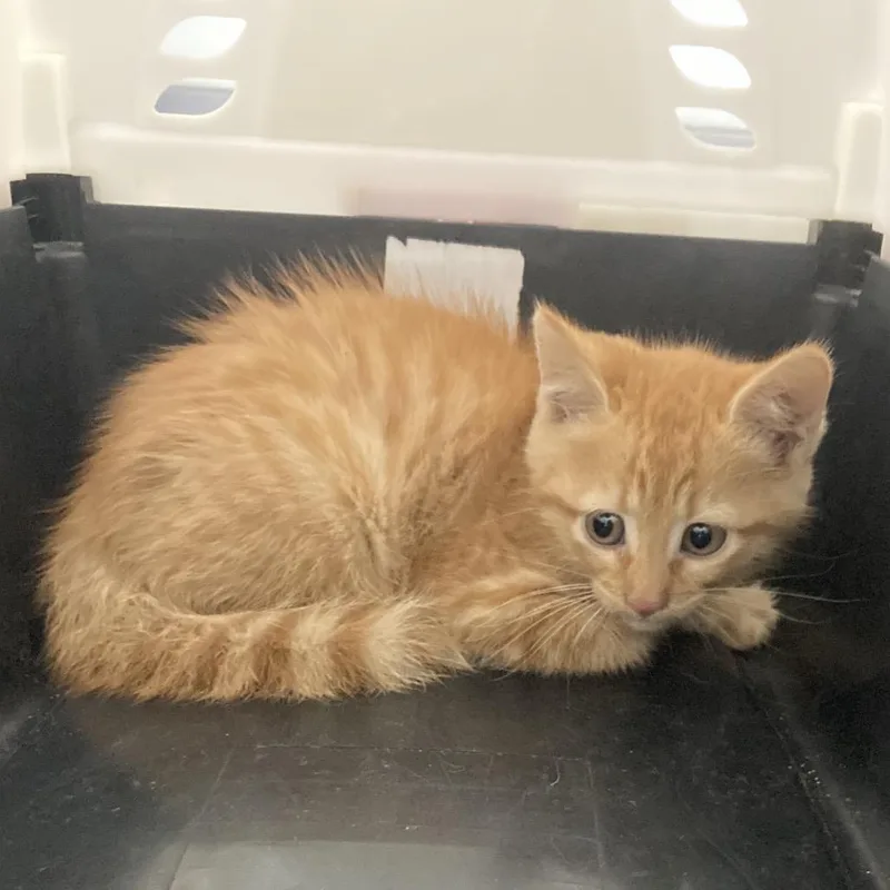 A baby small-sized female Orange / Red Domestic Short Hair cat named Amber for adoption in Galveston, TX