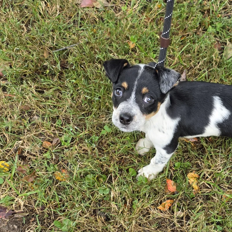 A young small-sized female Mixed Breed dog named Harley for adoption in Greensboro, NC