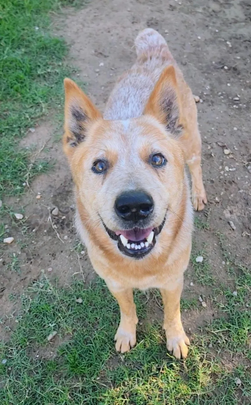 A young medium-sized male Merle (Red) Cattle Dog dog named DrakeCO for adoption in Magnolia, TX