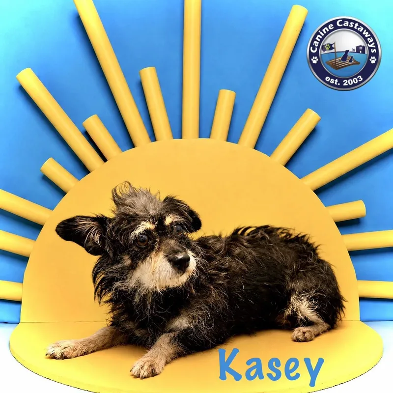 An adult small-sized female Black Miniature Schnauzer dog named Kasey for adoption in Arcadia, FL