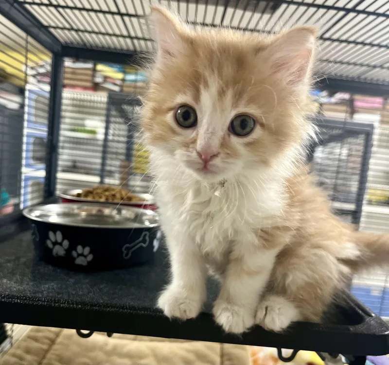 A baby medium-sized female Tabby (Orange / Red) Domestic Medium Hair cat named FangSong for adoption in Seville, OH