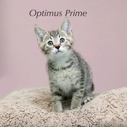 A baby small-sized male Domestic Short Hair cat named Optimus Prime for adoption in Parma, OH