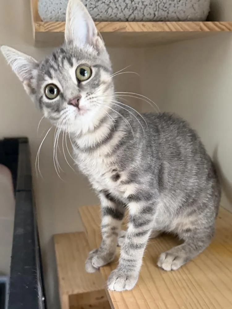 A baby small-sized female Gray / Blue / Silver Domestic Short Hair cat named Princess Iris for adoption in Wellington, FL