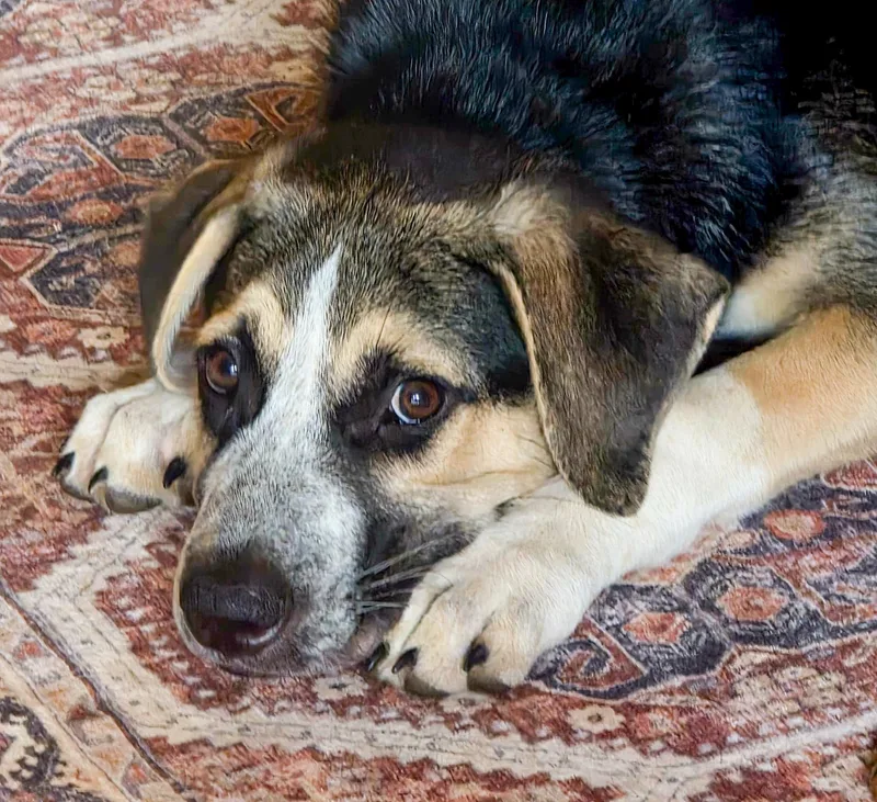 A baby medium-sized male Tricolor (Brown, Black, & White) Labrador Retriever dog named Rex for adoption in Albany, NY