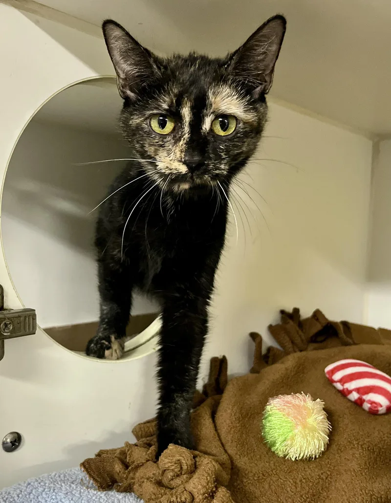 An adult medium-sized female Tortoiseshell Domestic Short Hair cat named Cardinal for adoption in Seville, OH