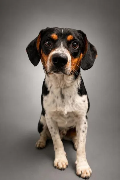 A young medium-sized male Beagle dog named Max for adoption in Bowling Green, KY