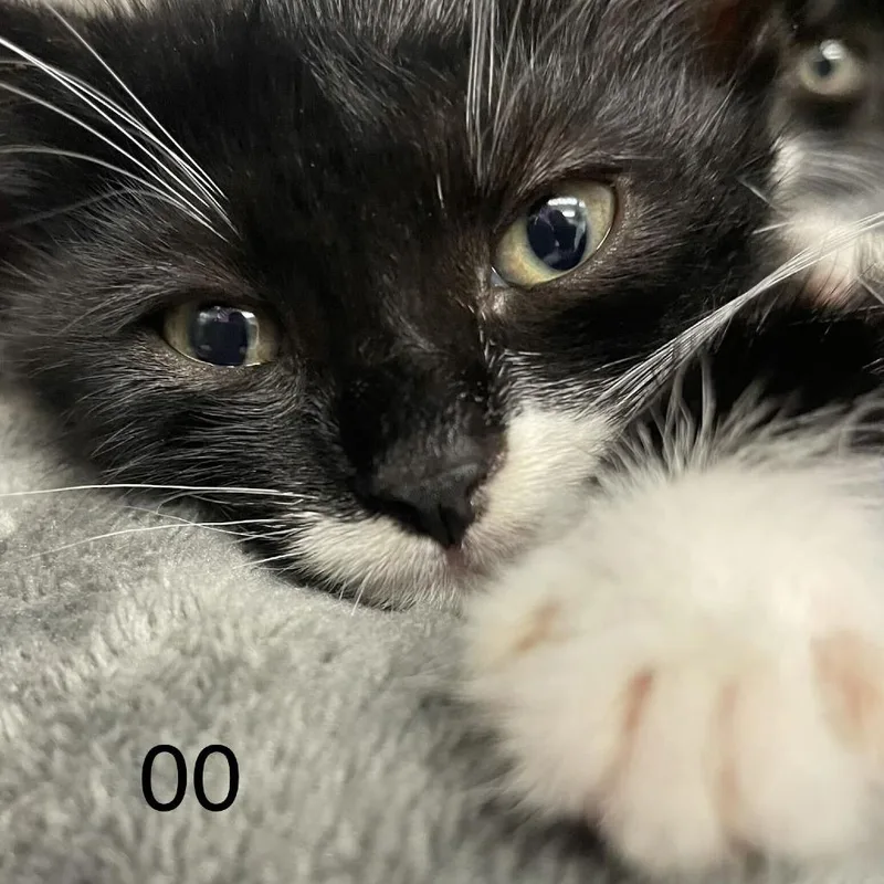 Uma thumbnail 2