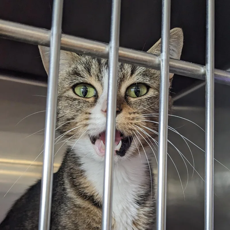 A young medium-sized female Brown / Chocolate Domestic Short Hair cat named Georgia for adoption in Spokane, WA