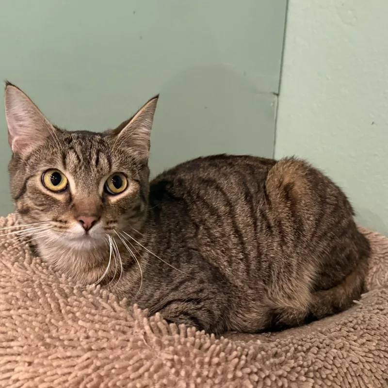 A young medium-sized male Domestic Short Hair cat named Alex for adoption in Jefferson city, TN