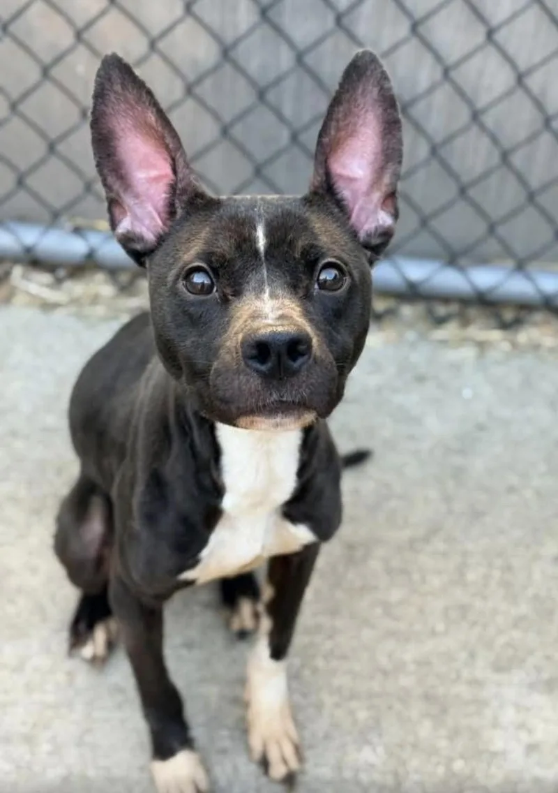 An adult medium-sized female Black Pit Bull Terrier dog named Blinky for adoption in Chicago, IL