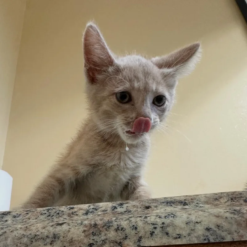 A baby small-sized male Buff / Tan / Fawn Domestic Short Hair cat named Dreamsicle for adoption in Corinth, MS