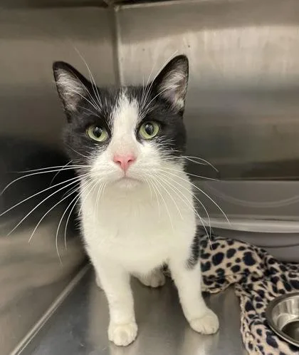 An adult large-sized male Domestic Short Hair cat named Johnson for adoption in Lafayette, IN