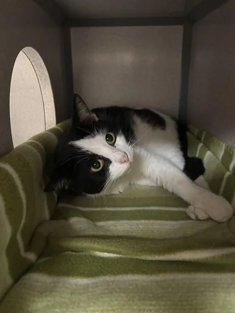 A young large-sized female Domestic Short Hair cat named Hermit Crab for adoption in Aliquippa, PA