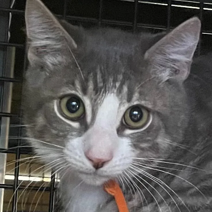 A baby medium-sized male Domestic Short Hair cat named Simba for adoption in New York, NY
