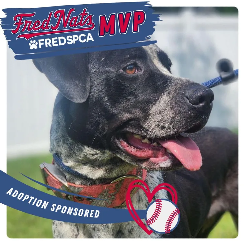 An adult medium-sized female Black Mixed Breed dog named Baja for adoption in Fredericksburg, VA