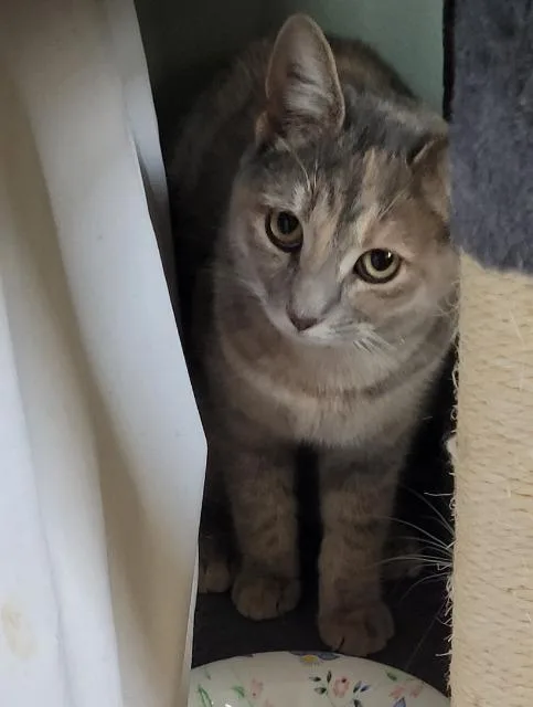 A baby medium-sized female Domestic Short Hair cat named Agnes for adoption in Pawtucket, RI