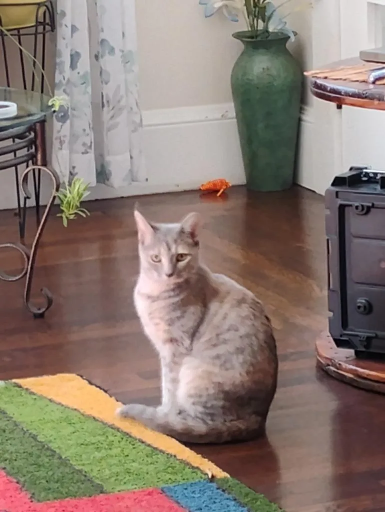 Agnes thumbnail 5