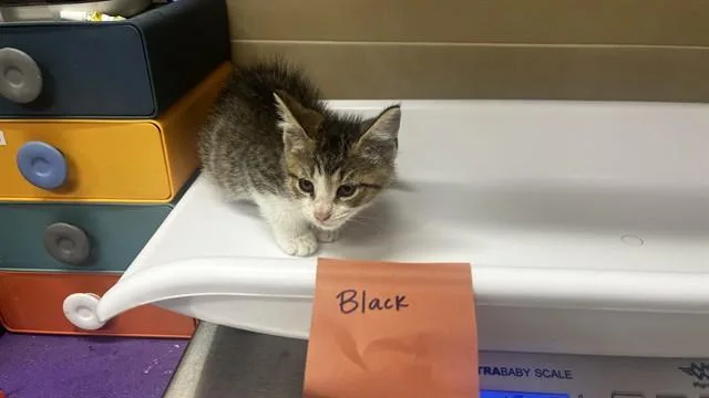 A baby small-sized male Domestic Short Hair cat named Feta Cheese for adoption in Grand Prairie, TX