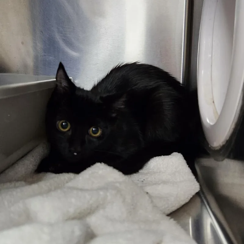 A baby medium-sized male Black Domestic Short Hair cat named Apollo for adoption in Grand Rapids, MI