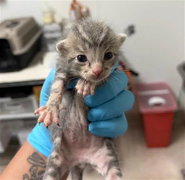 A baby small-sized male Domestic Short Hair cat named Bowser for adoption in Bakersfield, CA