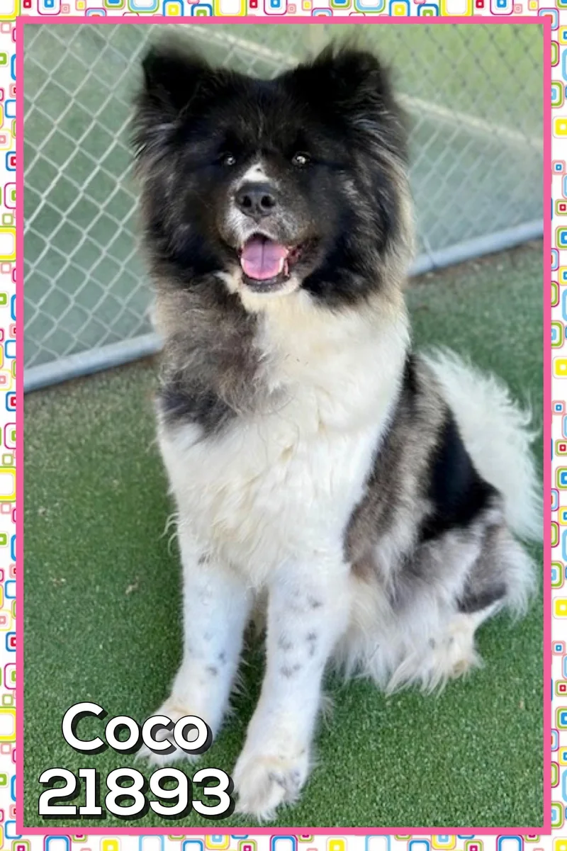 An adult large-sized female Black Chow Chow dog named Coco for adoption in Marietta, GA