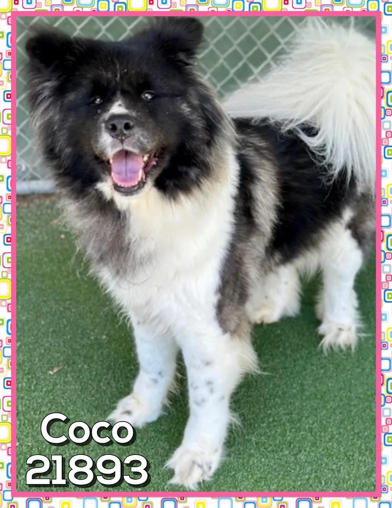 Coco thumbnail 2