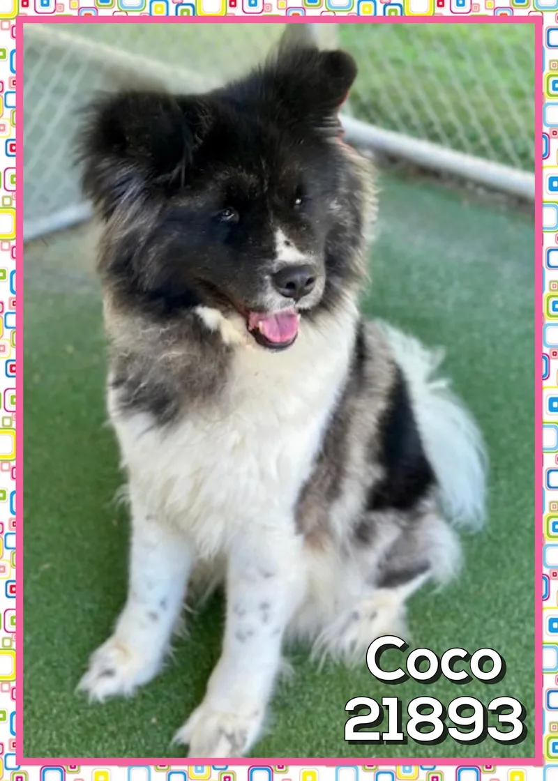 Coco thumbnail 3