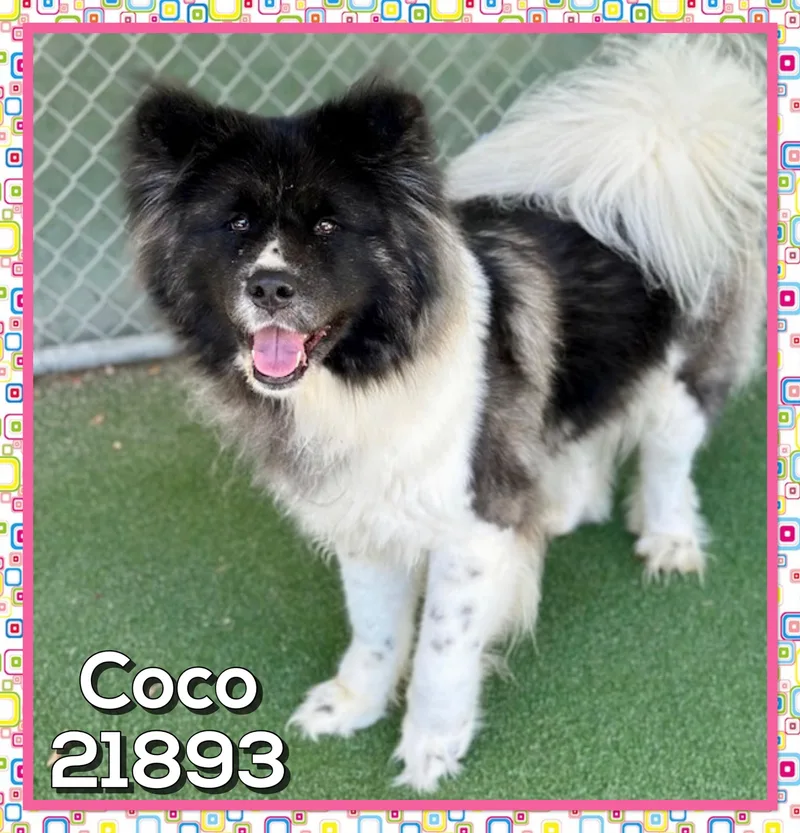 Coco thumbnail 4