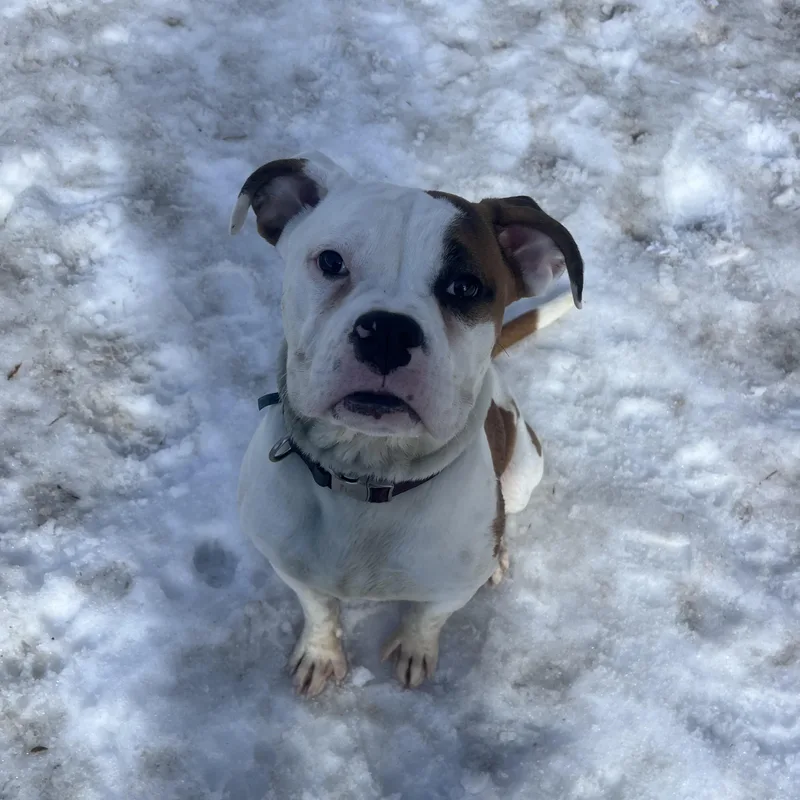 A young medium-sized male White / Cream American Bulldog dog named Elton for adoption in Yonkers, NY