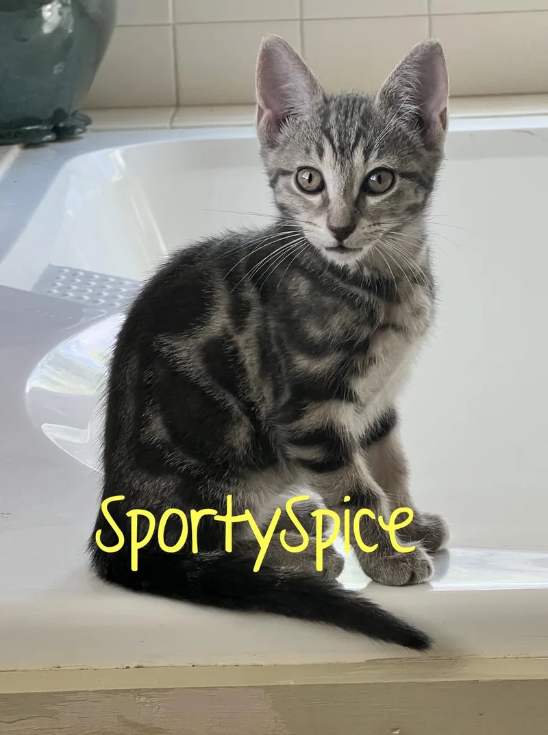A baby medium-sized female Black Domestic Short Hair cat named SportySpice...ready  set  for adoption in Murfreesboro, TN