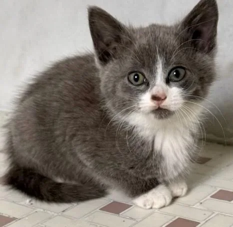 A young small-sized female Gray & White Domestic Short Hair cat named Tess for adoption in Miller Beach, IN