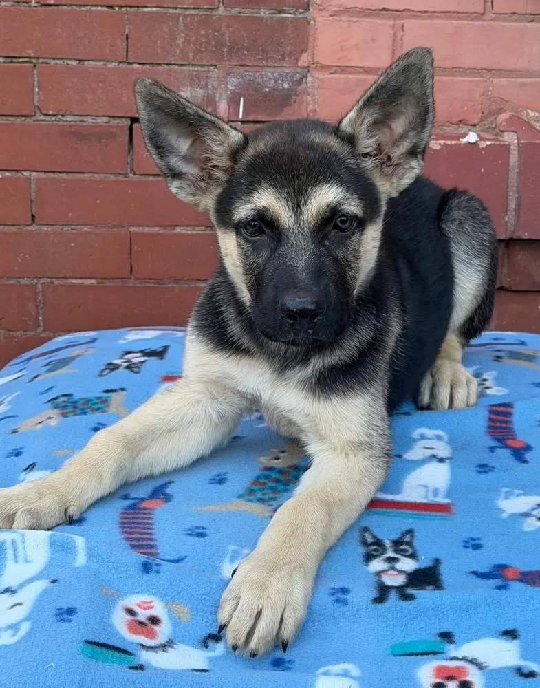 A baby medium-sized male Mixed Breed dog named Jep for adoption in Groveland, MA