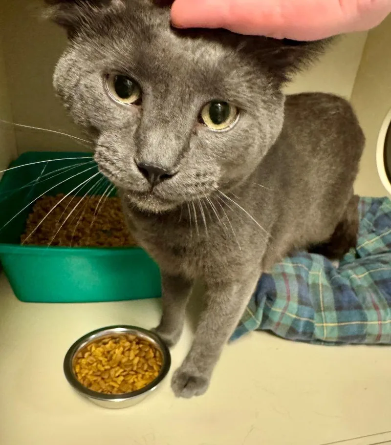 An adult medium-sized male Domestic Short Hair cat named Hugo Boss for adoption in Windsor, CT