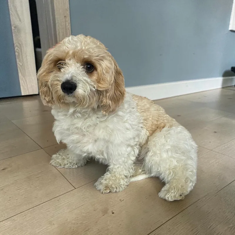 An adult small-sized male Cockapoo dog named Chino for adoption in Dallas, GA