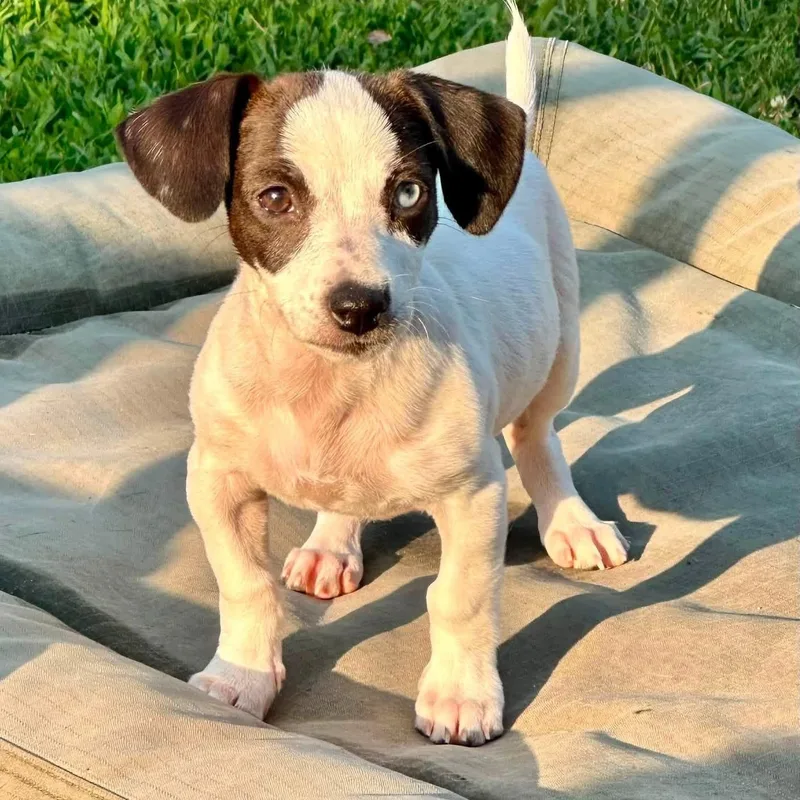 A baby small-sized female Jack Russell Terrier dog named Bay for adoption in Collingswood, NJ