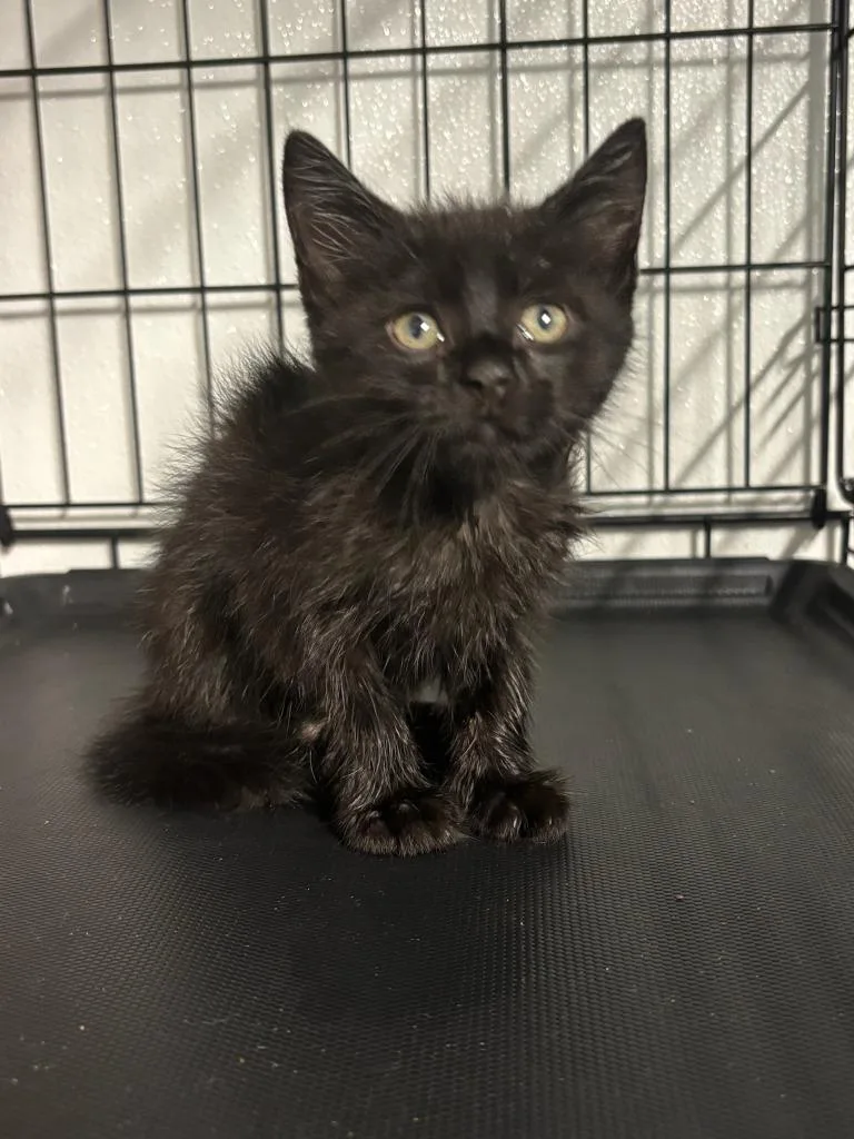 A baby large-sized male Domestic Short Hair cat named Jermaine for adoption in Metter, GA