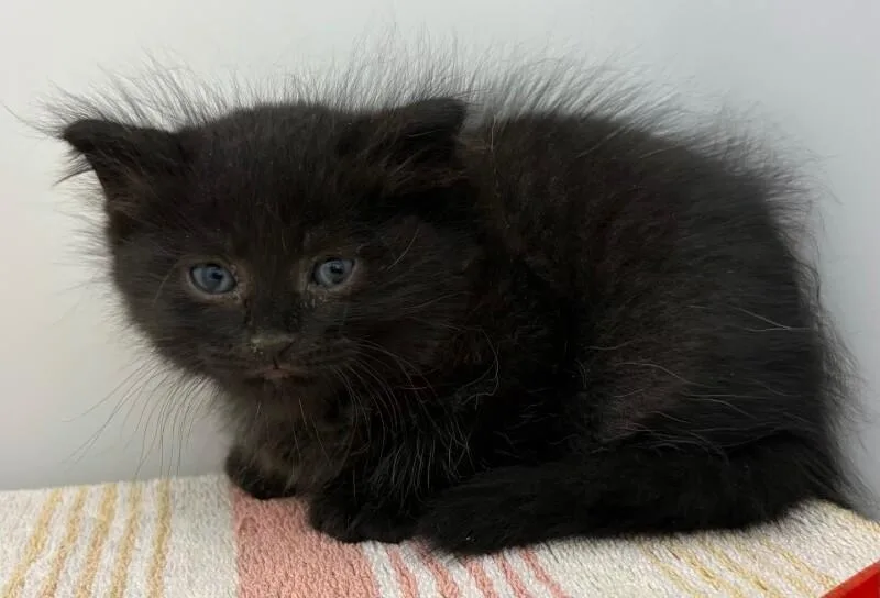 A young medium-sized female Domestic Long Hair cat named Fun Dip for adoption in Katy, TX