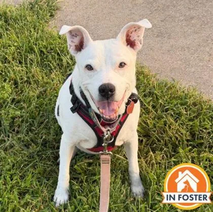 An adult medium-sized female Terrier dog named Sophie for adoption in Merriam, KS