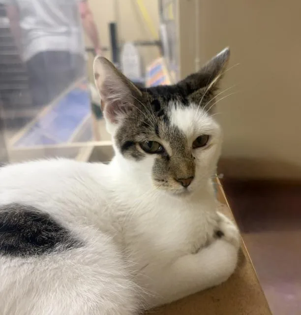 An adult medium-sized male Tabby cat named Lancelot for adoption in Waldorf, MD