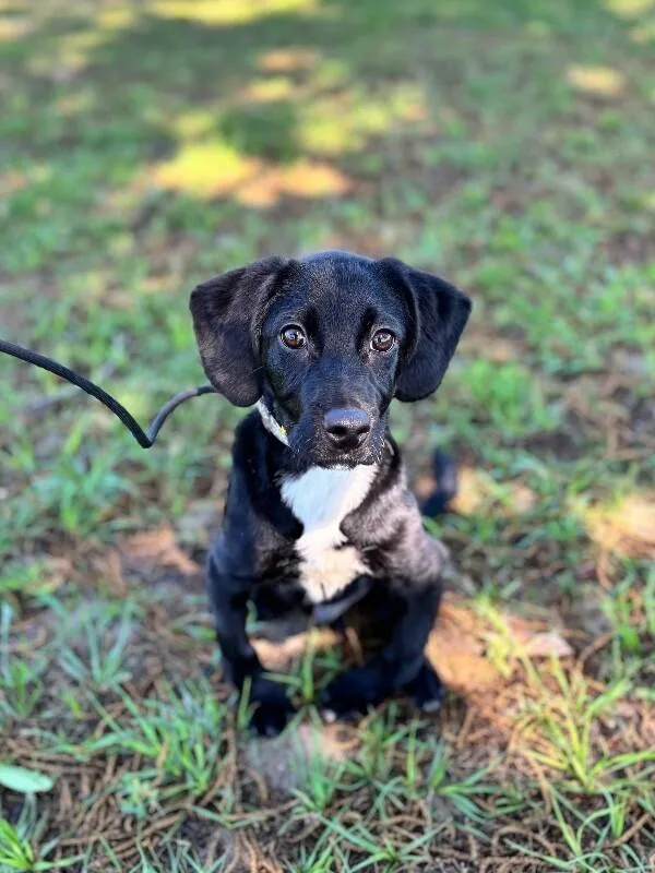 A baby medium-sized male Black Labrador Retriever dog named Captain for adoption in Aiken, SC