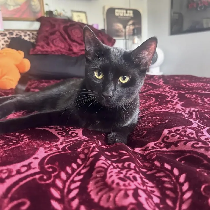 A young medium-sized male Black Domestic Short Hair cat named Ozzy & Archie Bonded for adoption in Puyallup, WA