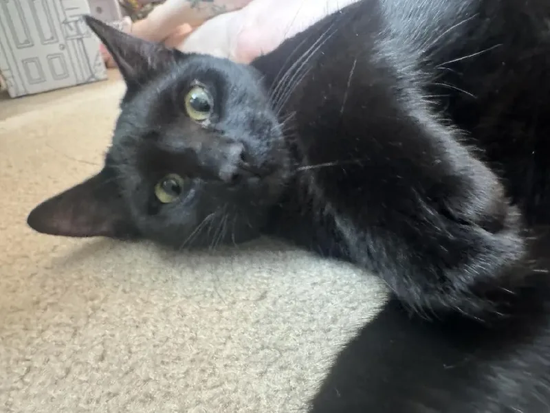 Ozzy & Archie Bonded thumbnail 3