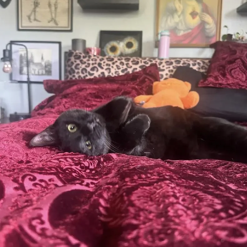 Ozzy & Archie Bonded thumbnail 4