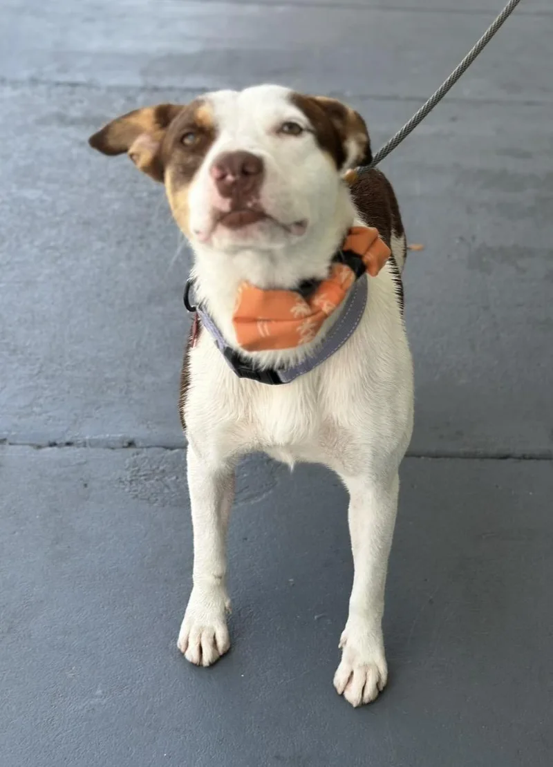 An adult medium-sized male Brown / Chocolate American Staffordshire Terrier dog named Samuel for adoption in Houston, TX